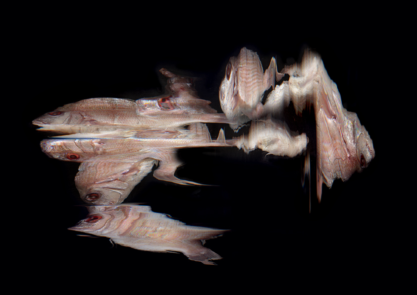 Anamorphosis Series - Untitled 3